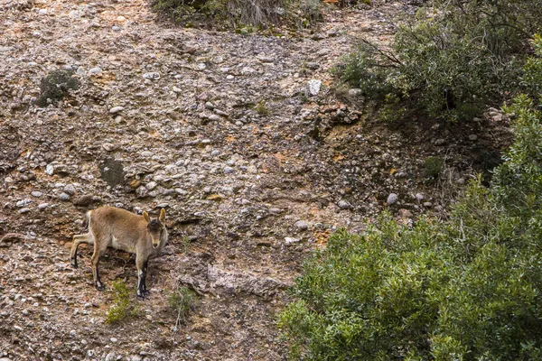 Montserrat Dağı 'ndaki dağ keçisi, Barcelona, İspanya.