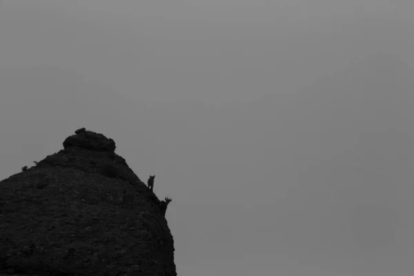 西班牙巴塞罗那蒙特塞拉特山区的山地山羊 — 图库照片