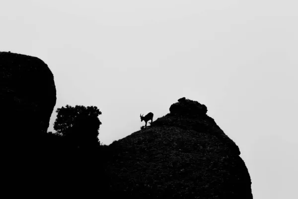 Mountain Goat Montserrat Mountain Barcelona Spain — Stock Photo, Image