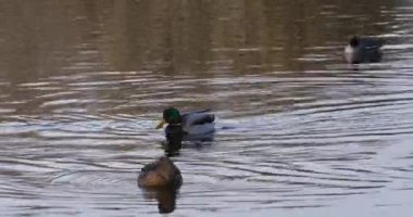 Mallard 'ın baharda İspanya' daki Aiguamolls De L Emporda Doğa Koruma Alanı 'nda. 4K UHD