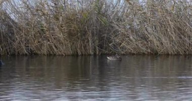 Mallard 'ın baharda İspanya' daki Aiguamolls De L Emporda Doğa Koruma Alanı 'nda. 4K UHD