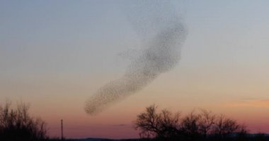 İspanya 'daki Aiguamolls De L Emporda Doğa Parkı' nda sığırcıkların mırıldanması. 4K UHD
