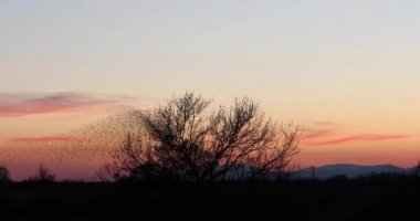 İspanya 'daki Aiguamolls De L Emporda Doğa Parkı' nda sığırcıkların mırıldanması. 4K UHD