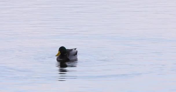 Mallard Baharda Spanya Daki Aiguamolls Emporda Doğa Koruma Alanı Nda — Stok video