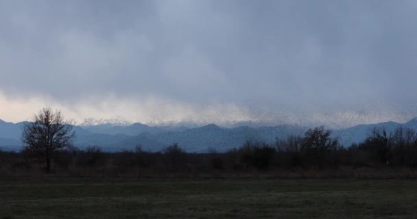 Spreeuwen Mompelen Aiguamolls Emporda Natuurpark Spanje Uhd — Stockvideo