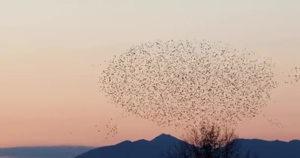Starlings Murmuration Aiguamolls Emporda Nature Park Spain Uhd — Stock Video
