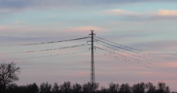 Starlings Muration Aiguamolls Emporda Nature Park Spain Uhd — 图库视频影像