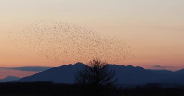 Starlings Murmuration Aiguamolls Emporda Nature Park Spain Uhd — Stock Video