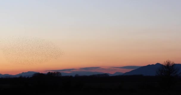 Τοιχογραφία Starlings Στο Aiguamolls Emporda Nature Park Ισπανία Uhd — Αρχείο Βίντεο