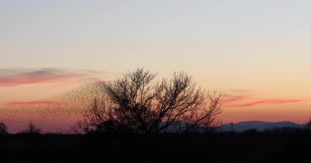 Morden Starlings Aiguamolls Emporda Nature Park Spanien Uhd — Stockvideo