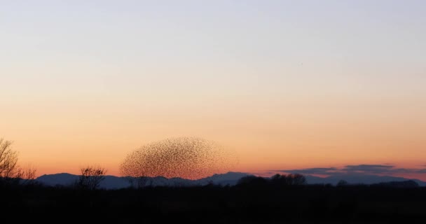 Morden Starlings Aiguamolls Emporda Nature Park Spanien Uhd — Stockvideo