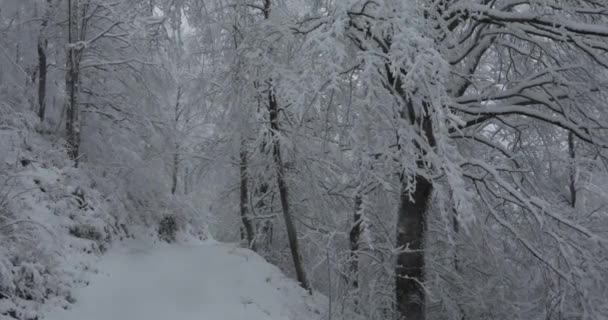 Winterszene Des Schneefalls Bracons Garrotxa Girona Spanien Uhd — Stockvideo