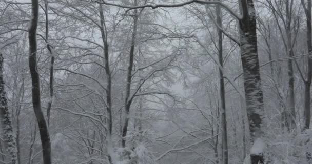 Зимова Сцена Снігопаду Браконі Гарроча Жирона Іспанія Uhd — стокове відео