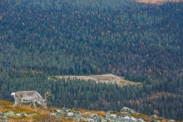 Renos Parque Nacional Yllas Pallastunturi Laponia Finlandia —  Fotos de Stock