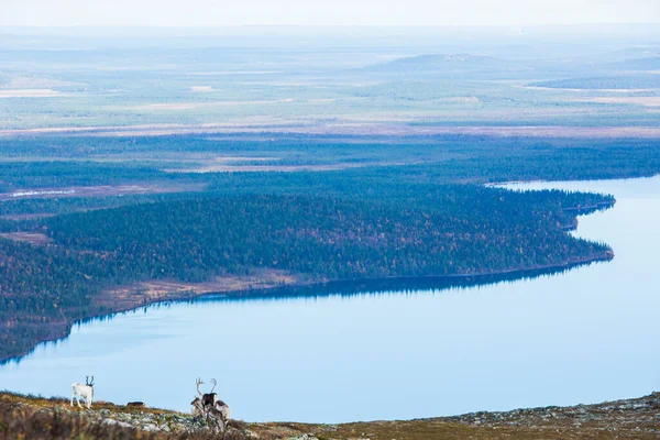 Reindeers Yllas Pallastunturi National Park Lapland Фінляндія — стокове фото