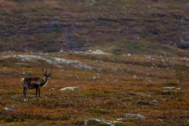 Sonbaharda Kuzey Finlandiya, Laponya 'da ren geyikleri. Avrupa.