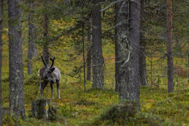 Sonbaharda Kuzey Finlandiya, Laponya 'da ren geyikleri. Avrupa.