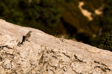 Beseit Limanı, Tarragona, İspanya 'da Kaya Serçesi (Petronia Petronia).