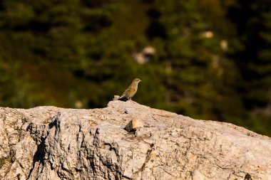 Beseit Limanı, Tarragona, İspanya 'da Kaya Serçesi (Petronia Petronia).
