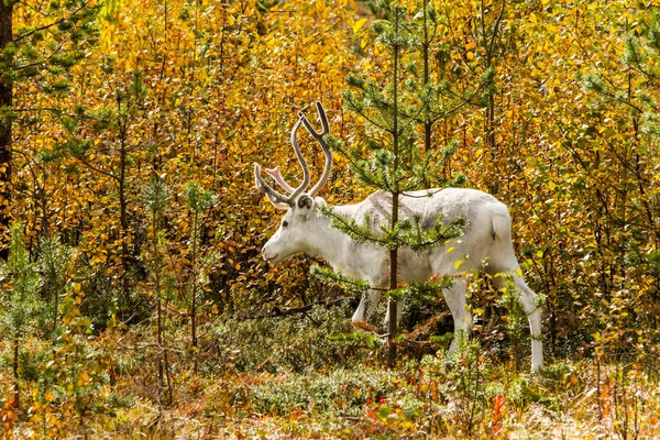 Renos Otoño Laponia Norte Finlandia Europa — Foto de Stock