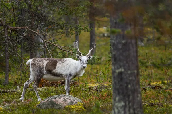 Reindeers Φθινόπωρο Στη Λαπωνία Της Βόρειας Φινλανδίας Ευρώπη — Φωτογραφία Αρχείου