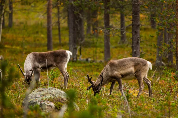 芬兰北部拉普兰秋天的驯鹿 — 图库照片