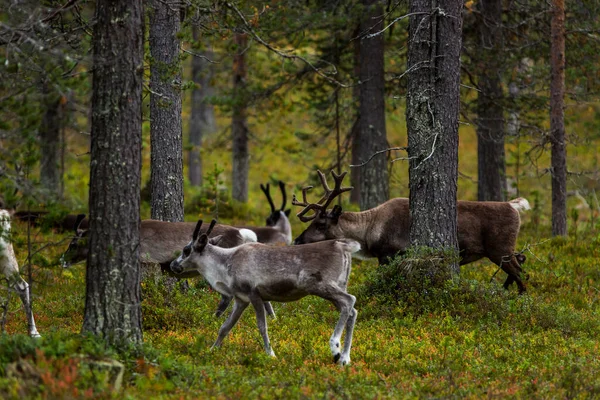 Reindeers Autumn Lapland Northern Finland Europe — Stock Photo, Image