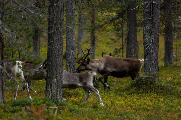Олени Осенью Лапландии Северная Финляндия Европа — стоковое фото