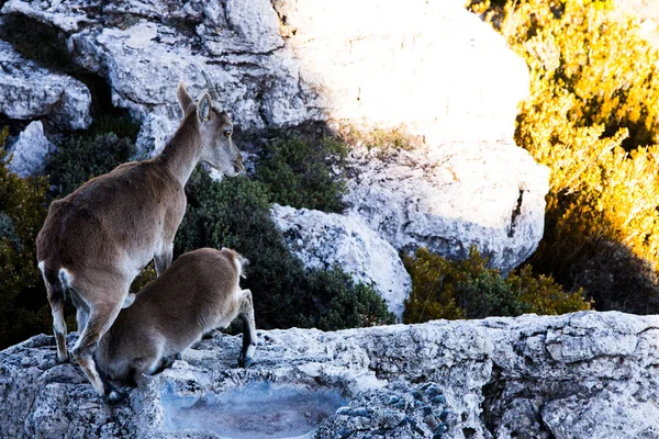 Chèvre Montagne Cuenca Espagne — Photo