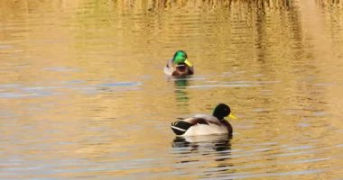 Mallard 'ın baharda İspanya' daki Aiguamolls De L Emporda Doğa Koruma Alanı 'nda. 4K UHD