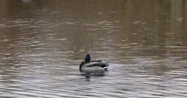 Mallard 'ın baharda İspanya' daki Aiguamolls De L Emporda Doğa Koruma Alanı 'nda. 4K UHD