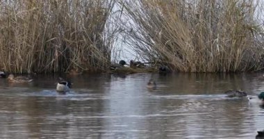 Mallard 'ın baharda İspanya' daki Aiguamolls De L Emporda Doğa Koruma Alanı 'nda. 4K UHD