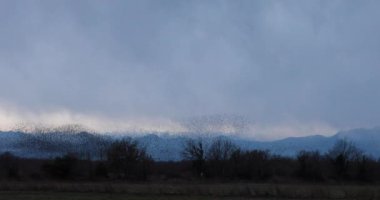 İspanya 'daki Aiguamolls De L Emporda Doğa Parkı' nda sığırcıkların mırıldanması. 4K UHD