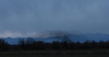 İspanya 'daki Aiguamolls De L Emporda Doğa Parkı' nda sığırcıkların mırıldanması. 4K UHD