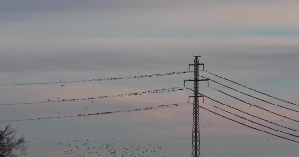 Starlings Murmuration Aiguamolls Emporda Nature Park Spain Uhd — Stock Video