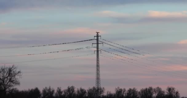 Τοιχογραφία Starlings Στο Aiguamolls Emporda Nature Park Ισπανία Uhd — Αρχείο Βίντεο