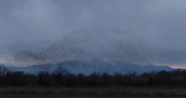 Starlings Murmuration Aiguamolls Emporda Nature Park Spain Uhd — Stock Video