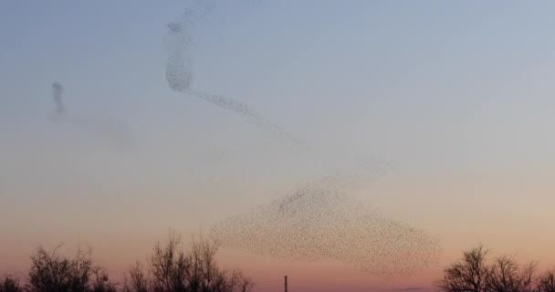 Starlings Murmuration Aiguamolls Emporda Nature Park Spain Uhd — Stock Video