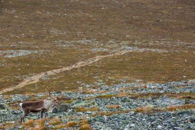 Yllas Pallastunturi Ulusal Parkı, Laponya, Finlandiya 'daki ren geyikleri