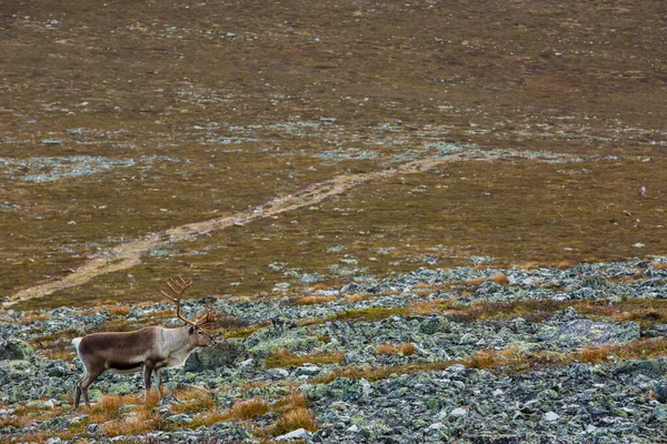 Renas Yllas Pallastunturi National Park Lapland Finlândia — Fotografia de Stock