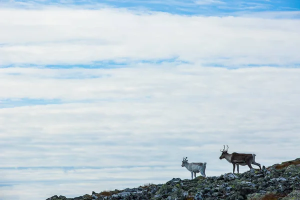 Reindeers Yllas Pallastunturi National Park Lapland Фінляндія — стокове фото