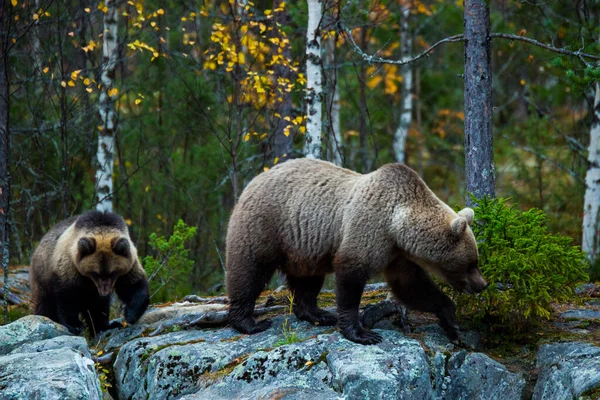 Бурый Медведь Куусамо Лапландия Финляндия — стоковое фото