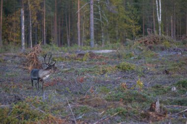 Laponya, İsveç ve Avrupa 'da sonbaharda ren geyiği.
