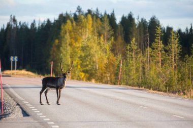 Laponya, İsveç ve Avrupa 'da sonbaharda ren geyiği.