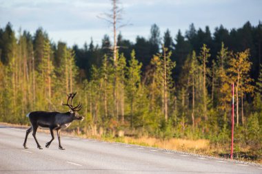 Laponya, İsveç ve Avrupa 'da sonbaharda ren geyiği.