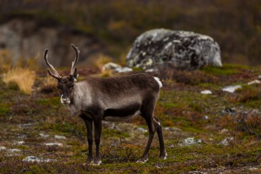 Sonbaharda Kuzey Finlandiya, Laponya 'da ren geyikleri. Avrupa.