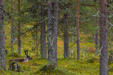 Sonbaharda Kuzey Finlandiya, Laponya 'da ren geyikleri. Avrupa.