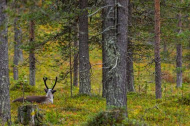 Sonbaharda Kuzey Finlandiya, Laponya 'da ren geyikleri. Avrupa.