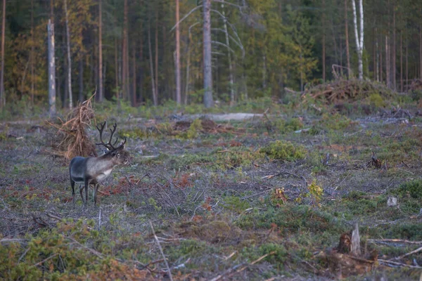 Laponya, İsveç ve Avrupa 'da sonbaharda ren geyiği.