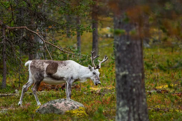 Sonbaharda Kuzey Finlandiya, Laponya 'da ren geyikleri. Avrupa.